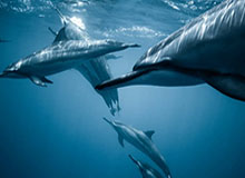 腾讯体育官网-约旦门将扑出日本点球后挥拳庆祝，没想到皮球却弹进球门